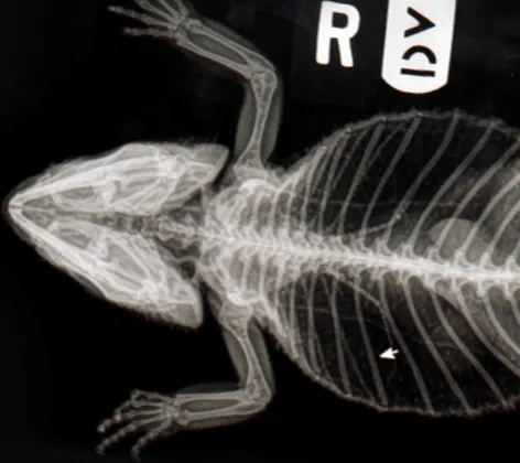 Image of a lizard that's been x-rayed